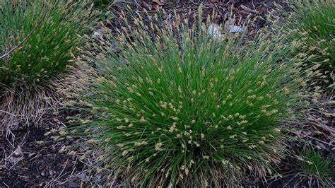 Brome like caric sedge