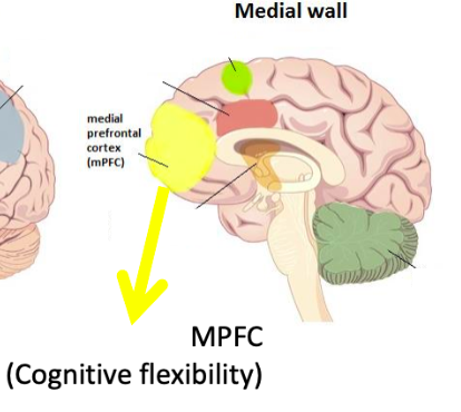 medial prefrontal cortex