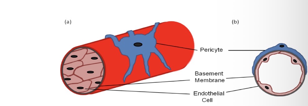 <p>Regulate blood flow</p>