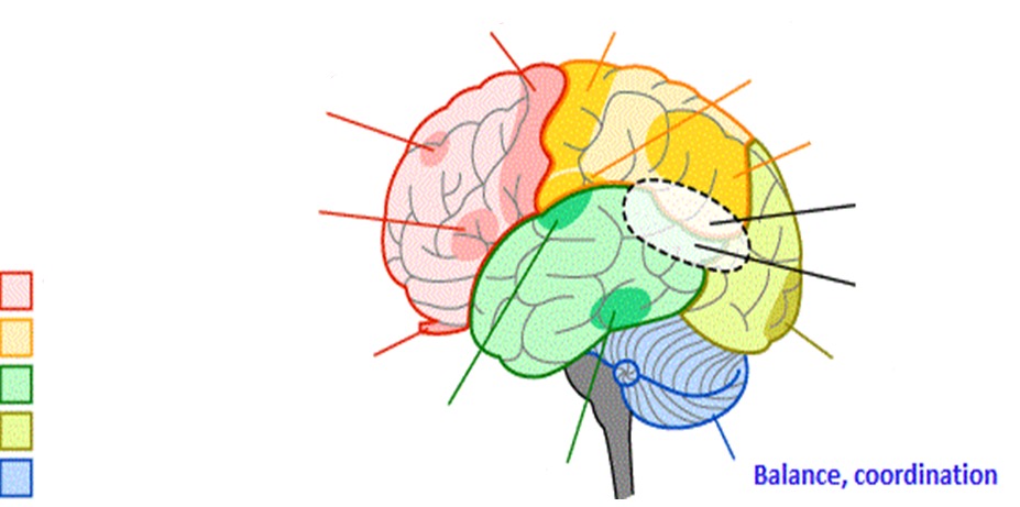 <ul><li><p>balance and coordination</p></li></ul>