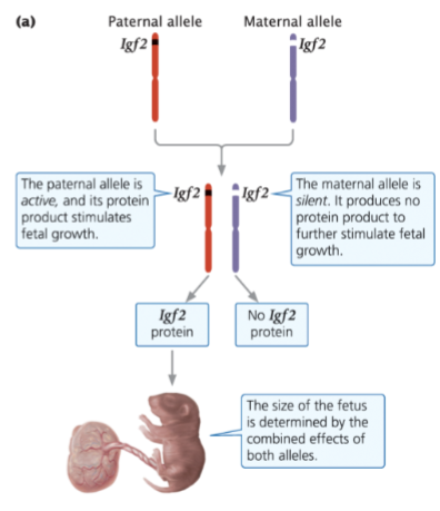 <p>the allele inherited from the mother is silenced</p>