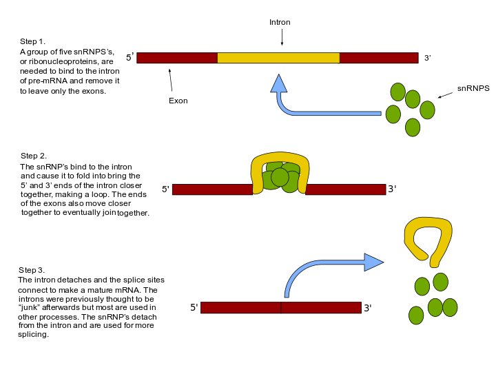 <p>Yes, meaning <strong>RNA molecules that act like enzymes</strong> to catalyze their own splicing (no proteins needed).</p><p><strong>Key Concept – Self-Splicing:</strong><br>Some introns can <strong>fold into a shape</strong> that allows them to <strong>remove themselves from RNA</strong>.</p><p><strong>Group I Introns:</strong></p><ul><li><p>Use a <strong>free guanine (G)</strong> to start splicing.</p></li><li><p><strong>3′ OH of guanine</strong> attacks the <strong>5′ splice site</strong>.</p></li><li><p>Chemistry is <strong>similar to the spliceosome</strong>, just done without protein help.</p></li></ul><p><strong>Group II Introns:</strong></p><ul><li><p>More complex but similar to spliceosome action.</p></li><li><p>Steps:</p><ol><li><p><strong>Guanine-binding pocket</strong> holds a free G.</p></li><li><p><strong>3′ OH of G</strong> attacks the <strong>3′ end of upstream exon</strong> (which is on the <strong>5′ end of the intron</strong>).</p></li><li><p>The <strong>3′ OH of the upstream exon</strong> then attacks the <strong>5′ end of the downstream exon</strong>, joining the exons together.</p></li></ol></li></ul><p></p>