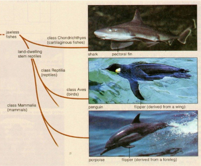 <p>resemblance between species, but different branches</p><p>similar roles but independent </p><p>also called homoplasy (plas = form)</p>