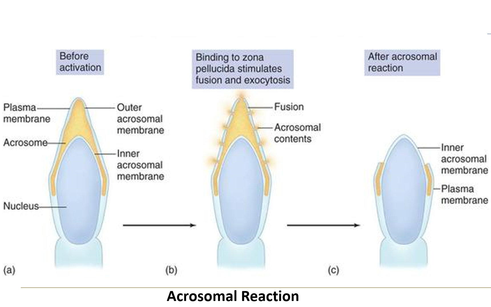 <p>The <strong>activation and release of enzymes</strong> from the sperm’s <strong>acrosome</strong> that are needed to penetrate the <strong>zona pellucida</strong>. This process is <strong>induced by proteins</strong> in the zona pellucida.</p>