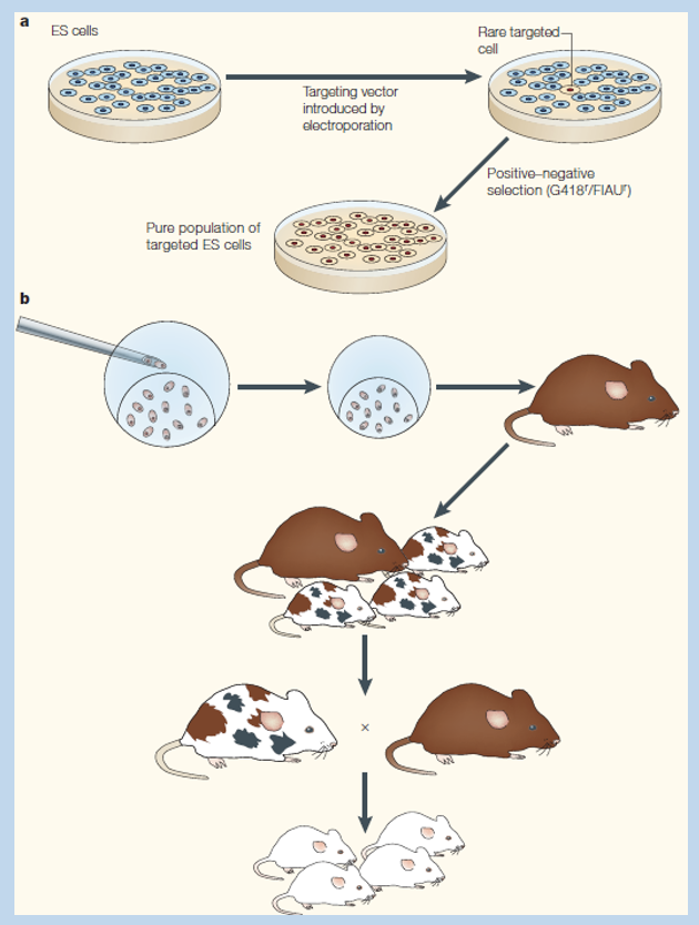<p>Requires drug selection, chimeric embryos, and back crossing</p><ul><li><p>embryos develop in uetero</p></li><li><p>form chimeric mice</p></li><li><p>cross with wildtype to obtain stain with expression in all cells</p></li></ul><p></p>