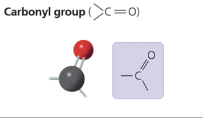 <p>sugars with ketone groups are called ketones; those with aldehydes are called aldoses</p><p>compound name: ketone (carbonyl group is within carbon skeleton) or aldehyde (carbonyl group is at the end of a carbon skeleton)</p>