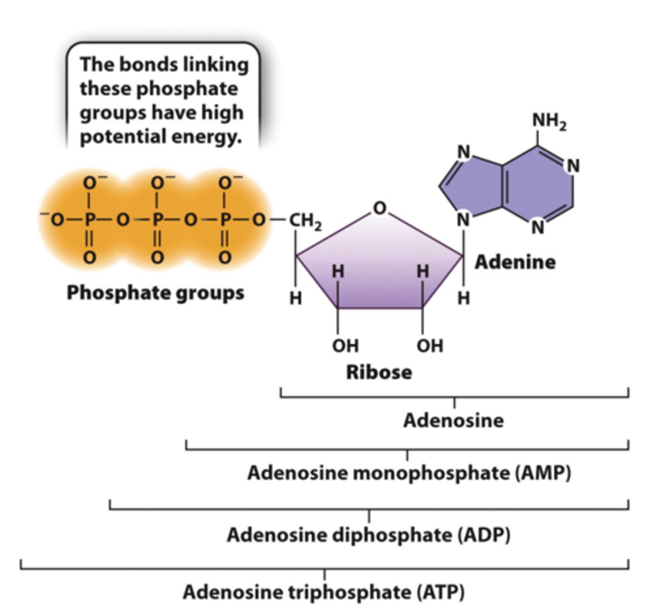 <p>1.ATP stores energy in a form that all cells can readily use to perform the work of the cell. <br>2.Hydrolysis of ATP drives many reactions in cells.</p>