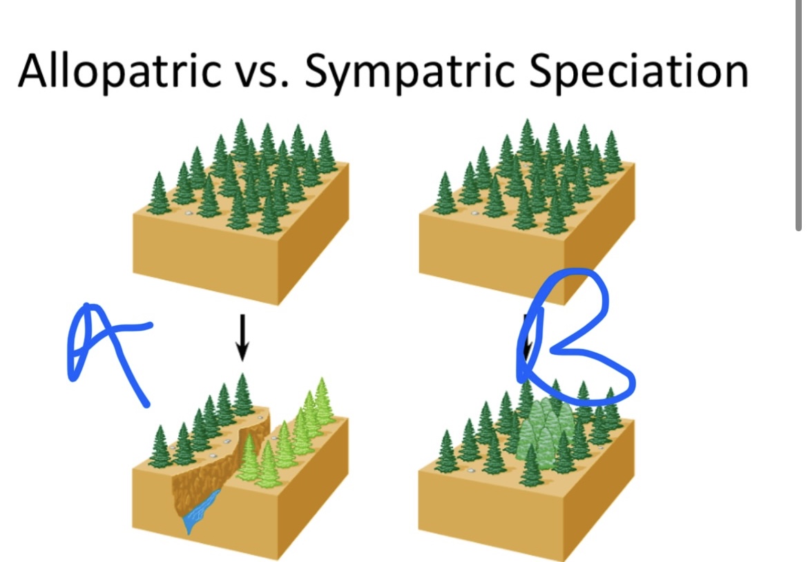 <p>Which is Allopatric and what is Sympatric</p>