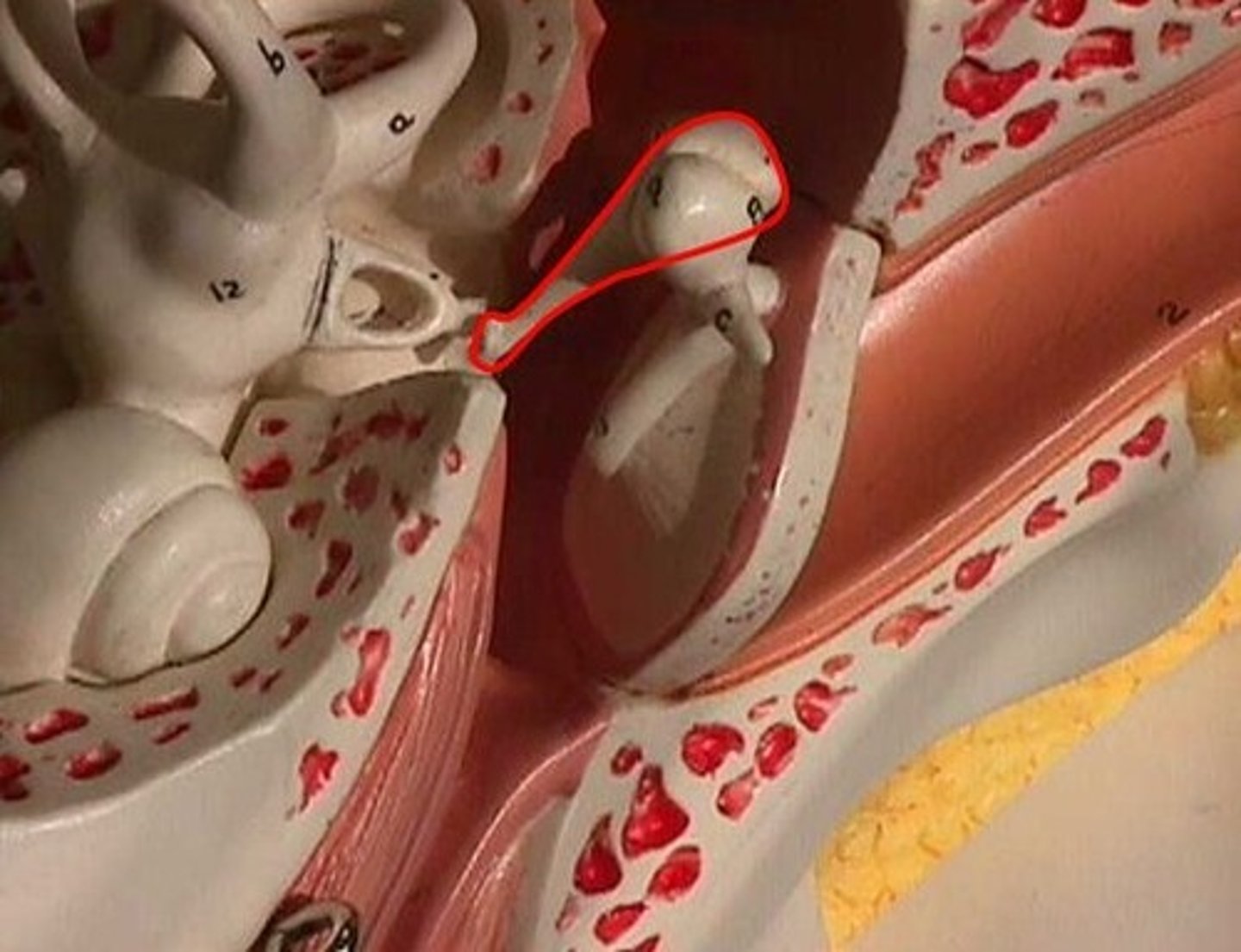 <p>anvil shaped bone between the malleus and stapes</p>