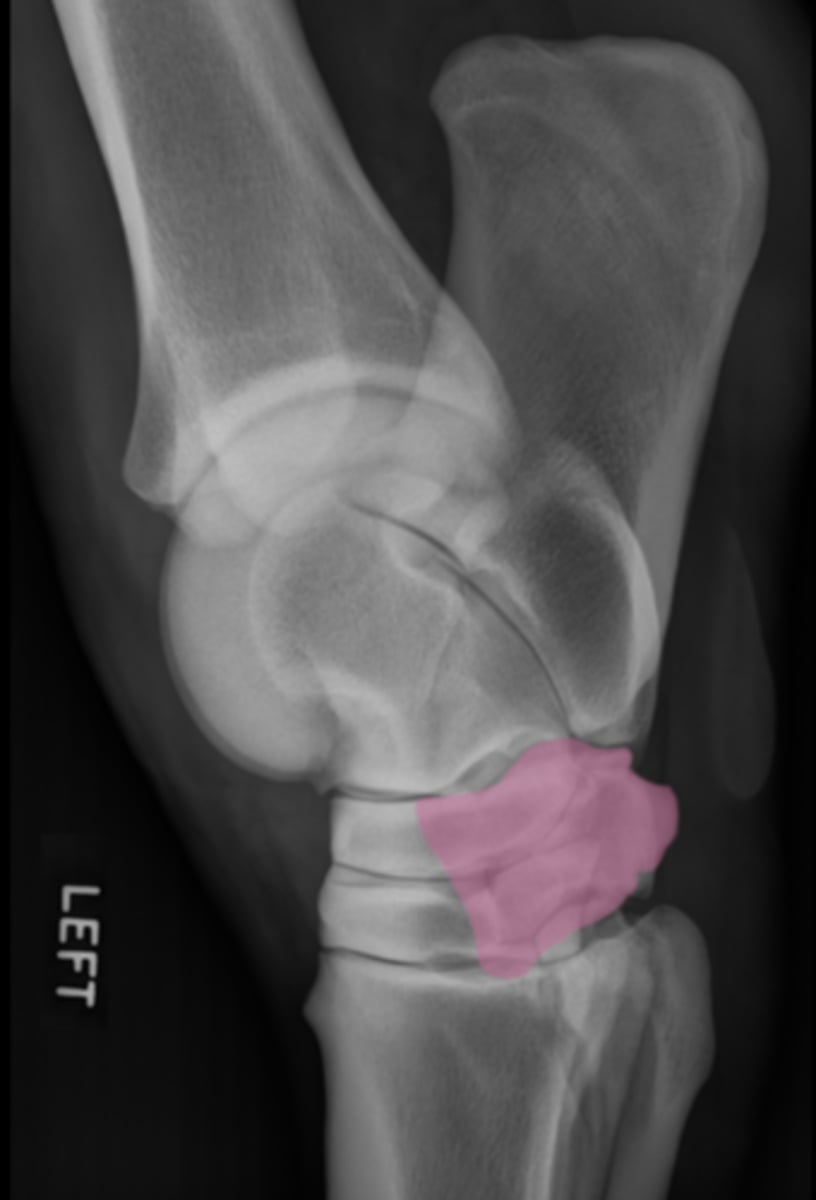 <p>What bone is highlighted?</p>