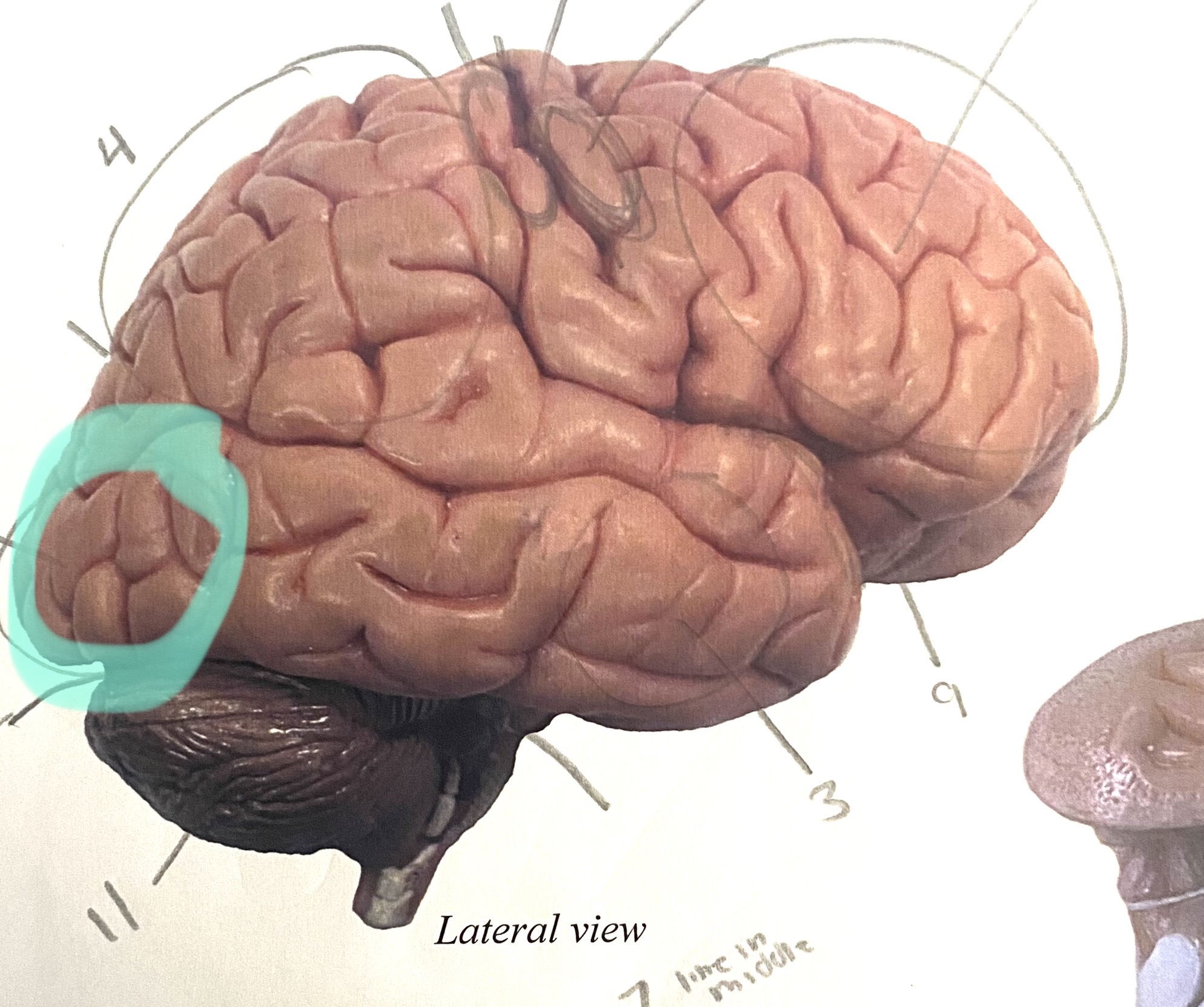 knowt flashcard image