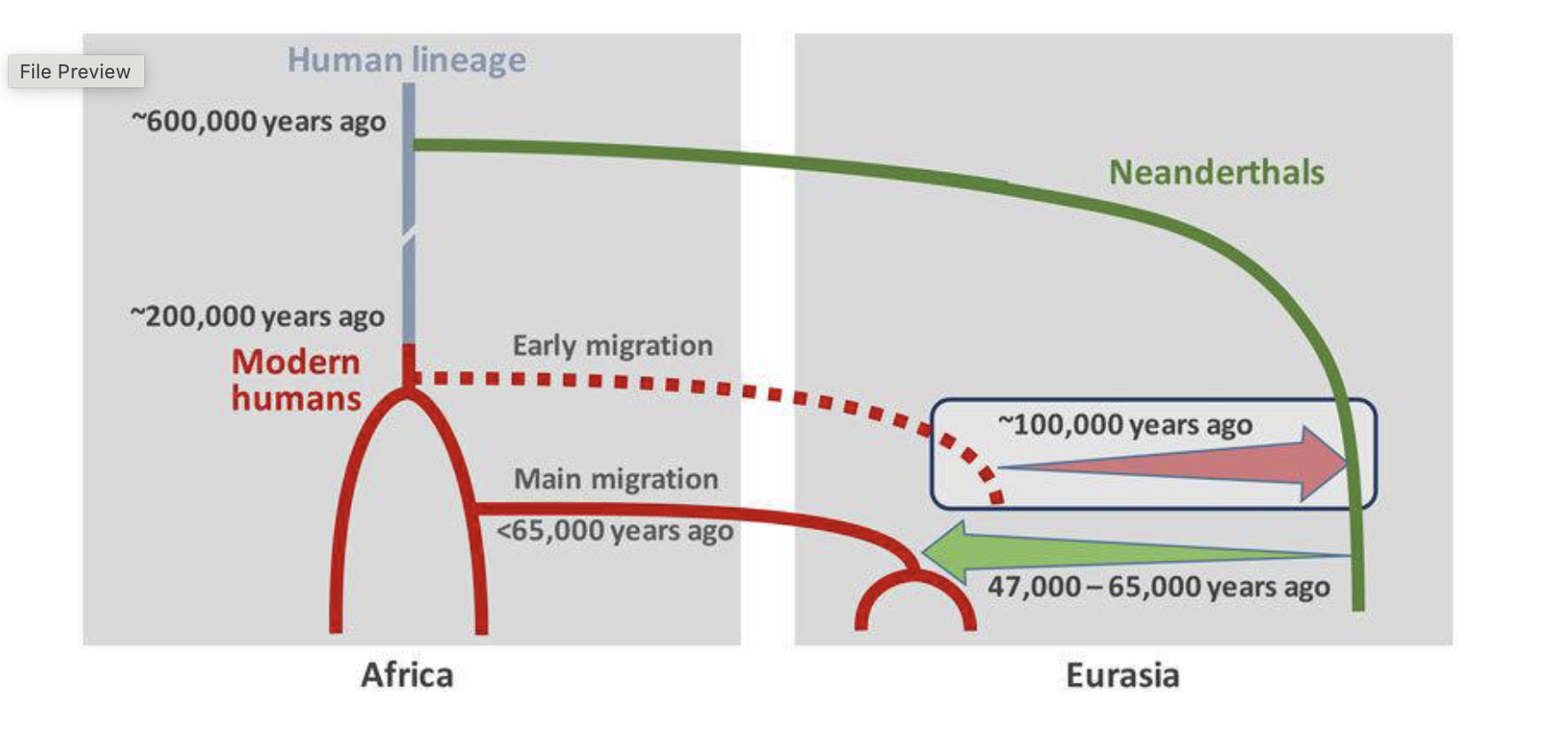 <ul><li><p>human populations out of Africa:</p><ul><li><p>genomes have short stretches of neanderthal - derived DNA</p></li><li><p>averages about 2% of the genome</p></li><li><p>consistent with ancient interbreeding</p></li></ul></li></ul><p></p>