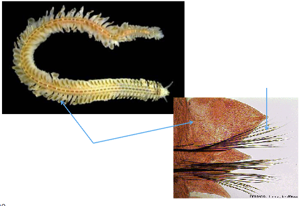<p><span>Kingdom? Phylum? Clade Errantia (marine worm, polychaete)</span></p>