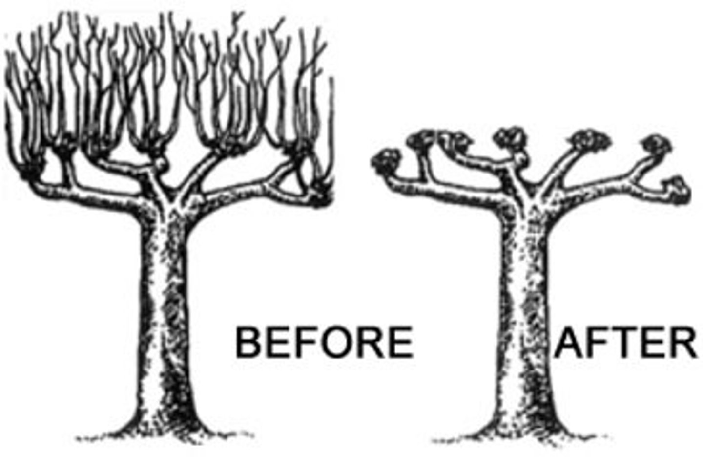 <p>The tree trunk is cut high above ground so there is less chance of damage from herbivory (you have to say herbivory cause deers don't eat meat)</p>