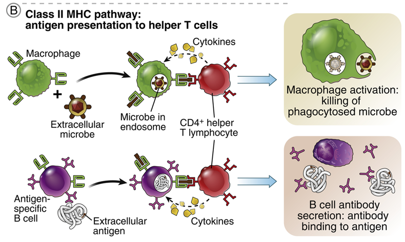 <ol><li><p>The antigen, typically a protein or glycoprotein, binds to a <strong>B cell</strong>, which processes and presents it on <strong>MHC class II</strong>. The antigen is also processed and presented by macrophages or dendritic cells.</p></li><li><p>The antigen-loaded<strong> B cell interacts with an activated CD4+ T helper cell.</strong> The T cell provides essential costimulation and cytokines that are important for B cell activation.</p></li><li><p>Activated B cells<strong> initially secrete IgM </strong>antibodies. They then undergo isotype switching to<strong> produce IgG, IgE, or IgA antibodies</strong>, and <strong>differentiate</strong> into long-lived memory B cells.</p></li></ol><p></p>