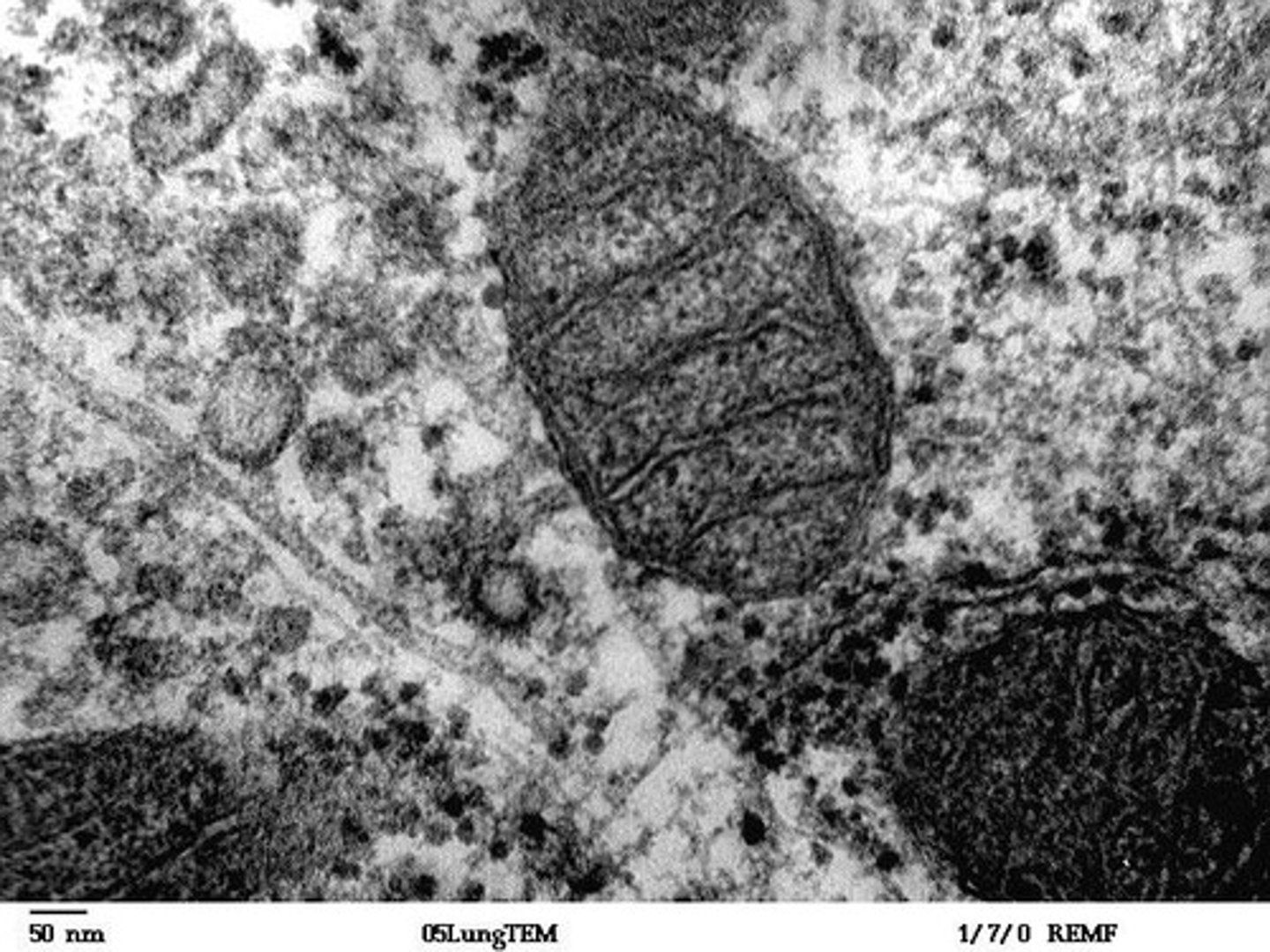 <p>The site of cellular respiration (reactions where glucose and oxygen are used to create energy in the form of ATP, water and CO2).</p>