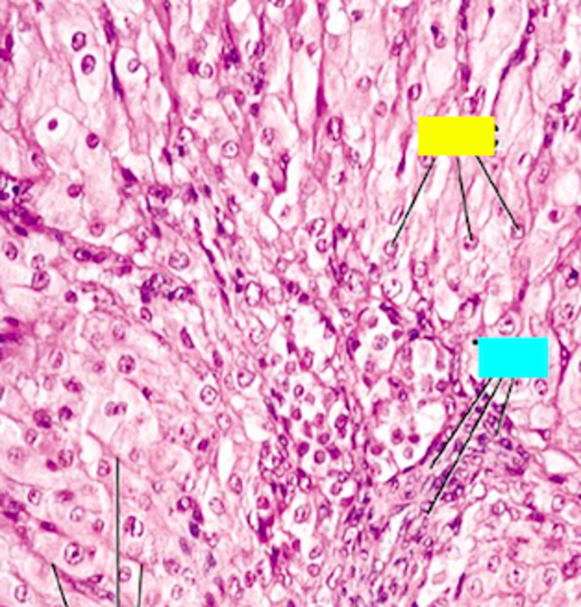 <p>ID the yellow structures:</p>