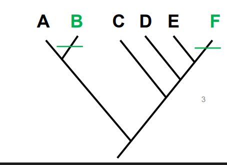 <p>phenotypes are similar but are independently evolved</p>
