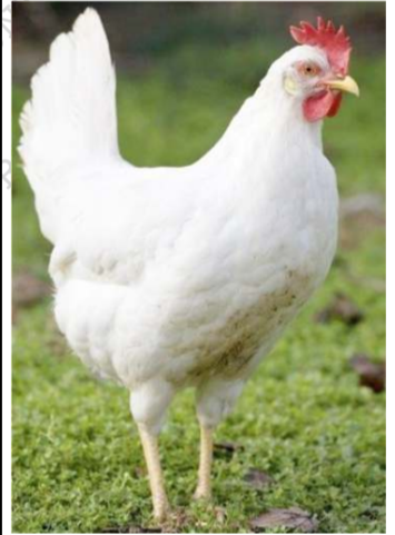 <p>Leghorn</p>