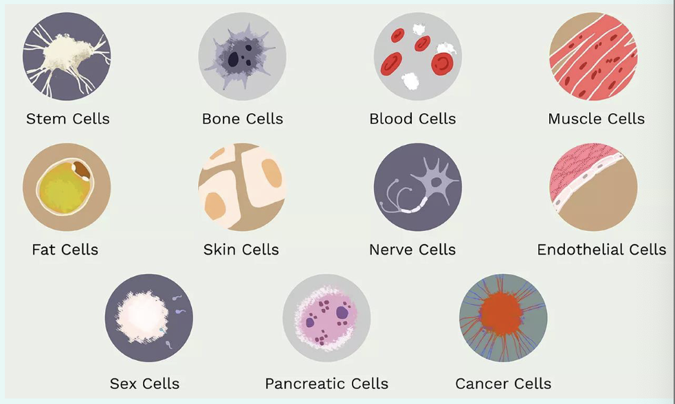 <p>true</p><p>so smth else makes them develop into diff cell types…</p>