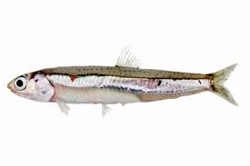 <p>Anchovies (Northern anchovy)</p><ul><li><p>small, silvery</p></li><li><p>long snout overhangs large mouth</p></li><li><p>inferior jaw</p></li><li><p>upper jaw extends well past eye</p></li><li><p>filter feeders</p></li></ul><p></p>