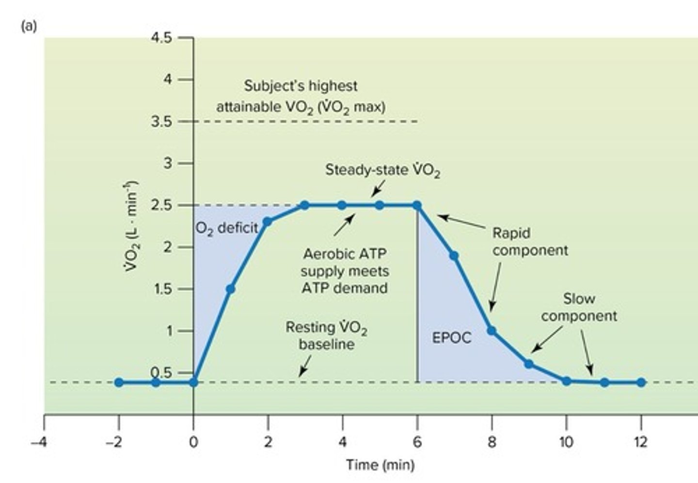 <p>Excess post-exercise oxygen consumption (EPOC) is a function of the intensity and duration of the previous exercise bout.</p>