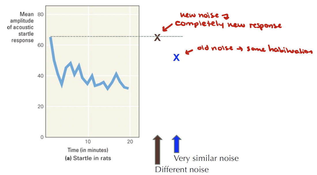 <ul><li><p>Within the same stimulus modality, the response decrease shows some stimulus specificity</p></li><li><p>Generally, responses only decrease to the habituating stimulus (specific)</p></li><li><p>Very similar stimuli → may have some generalization</p></li></ul><p></p>