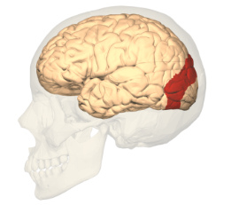<p>Visual cortex</p>