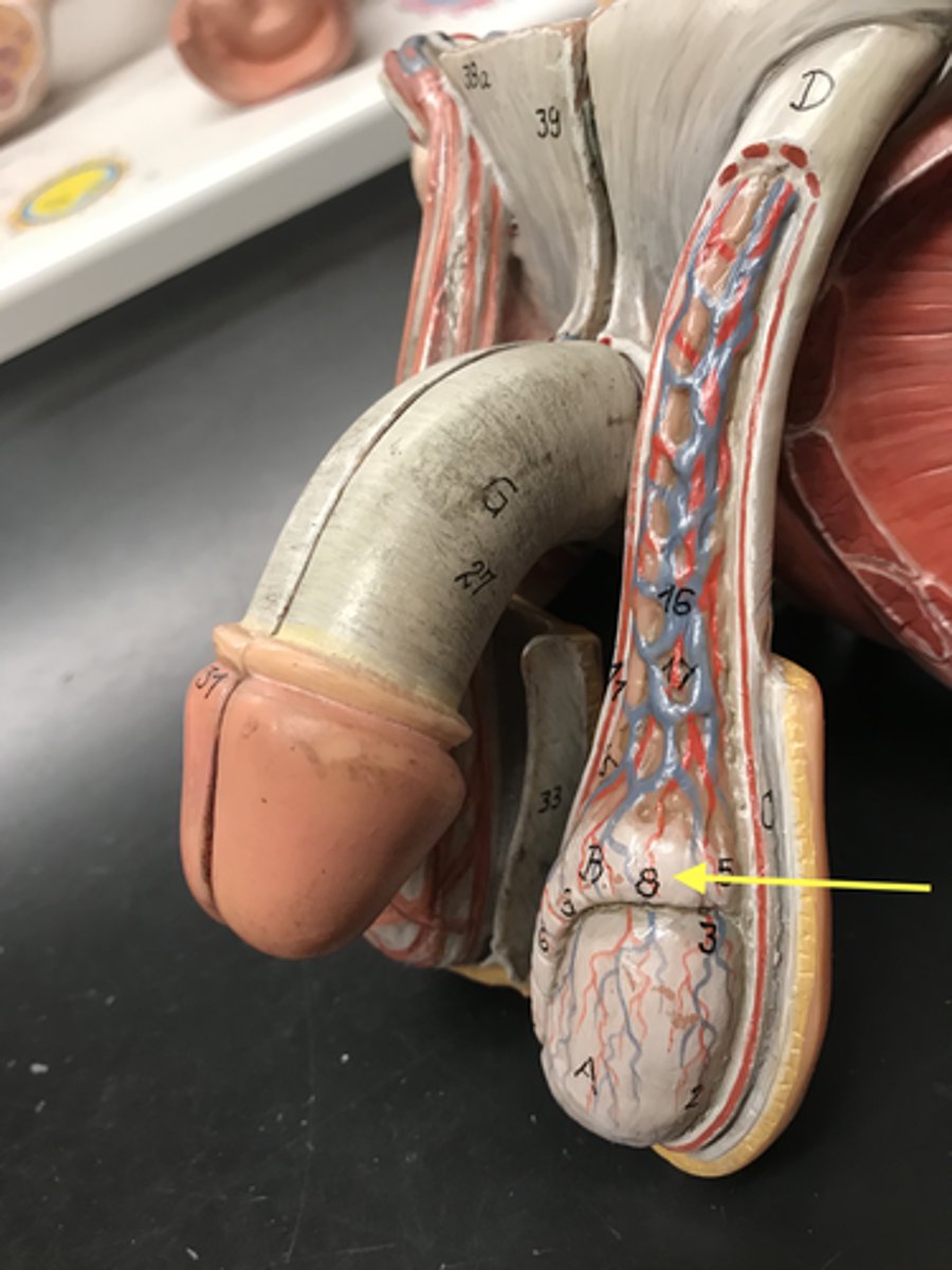 <p>Name this structure</p>
