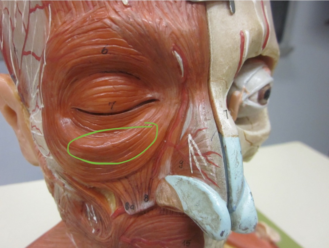 <p>Which muscle</p>