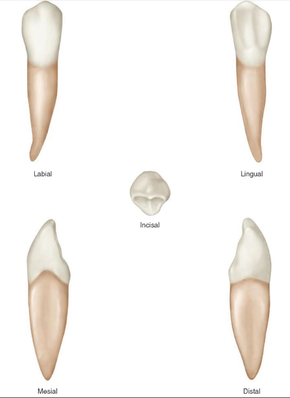 <p>What is this tooth ?</p>