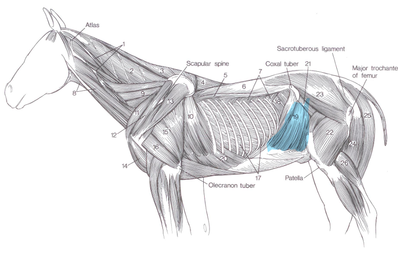 <p>Name of highlighted muscle?</p>
