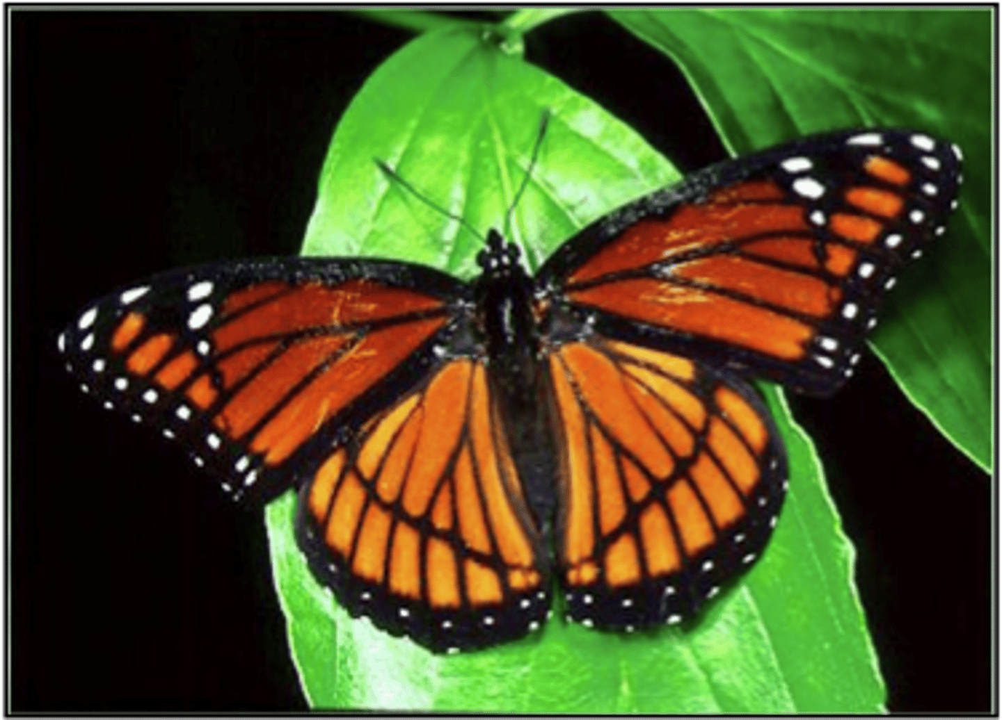 <p>hold wings flat at rest, long hairy scales, reduced FW, strong fliers, migratory, underwings dull</p>