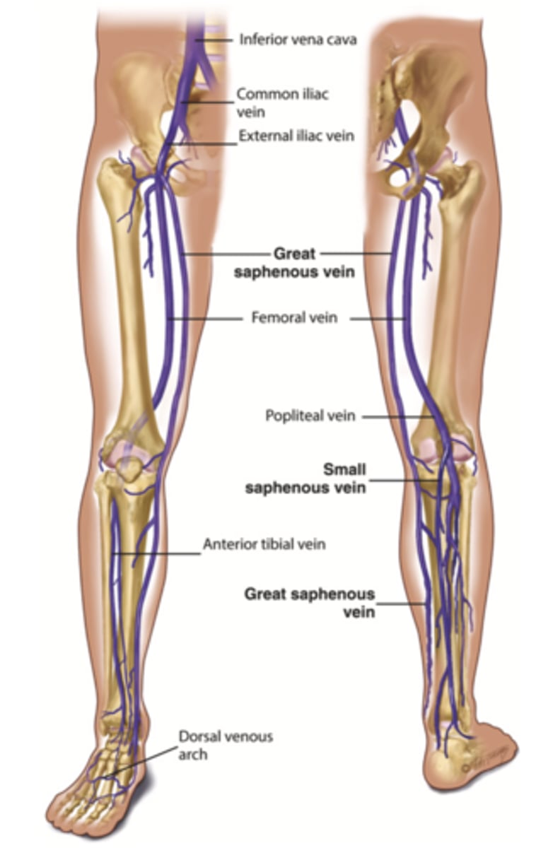 <p>- Deep leg</p><p>- Superficial leg</p><p>- Perforators</p>