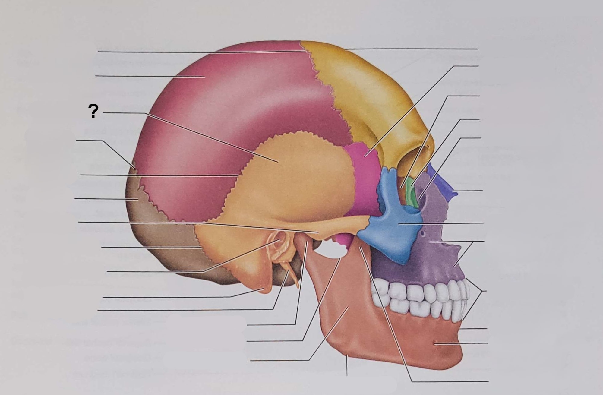 <p>Name the indicated structure</p>