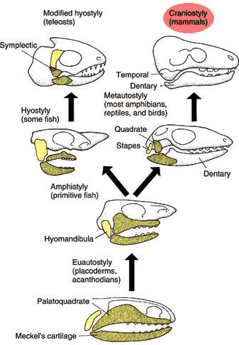 <ul><li><p>Amphistylic</p></li><li><p>hyostylic</p></li><li><p>metatostylic</p></li><li><p>craniostylic</p></li></ul><p></p>