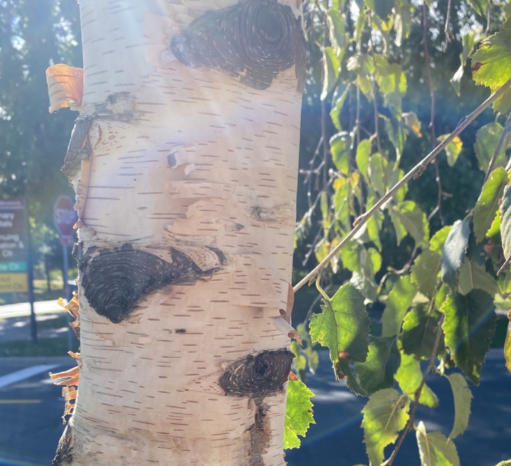 <p>Paper birch. Alternate leaves. Chalky white bark that peels. Vulnerable to bronze birch borer.</p>