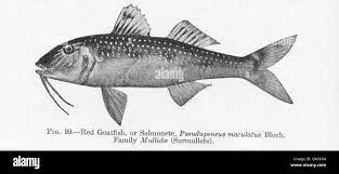 <p>Mullus auratus</p>