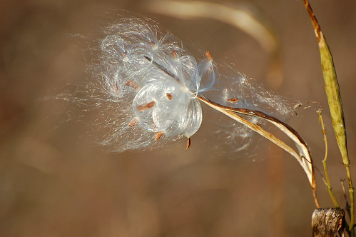 An abiotic factor, wind can affect the rate of transpiration in plants, can damage organisms and can help some organisms to disperse