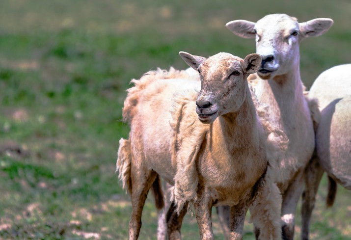 <p>Origin: U.S<br>St.Croix x Wiltshire Horn (British shedding sheep) x Suffolk</p><p>breeders took strain Suffolk who actively shed</p><p>genetics created all white, polled &amp; more muscular hair sheep</p><p>colors: tan yellow, brown or speckled&nbsp;</p>