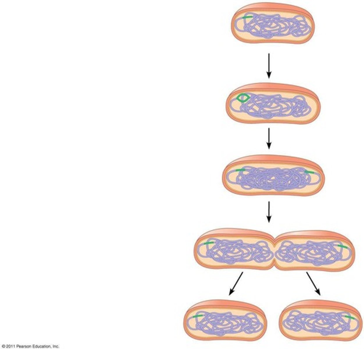 <p>A type of cell division in prokaryotes where the chromosome replicates and the cell divides.</p>