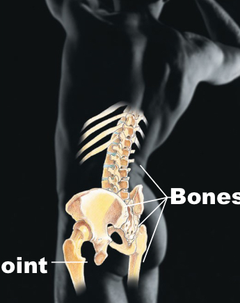 <p>Skeletal</p>