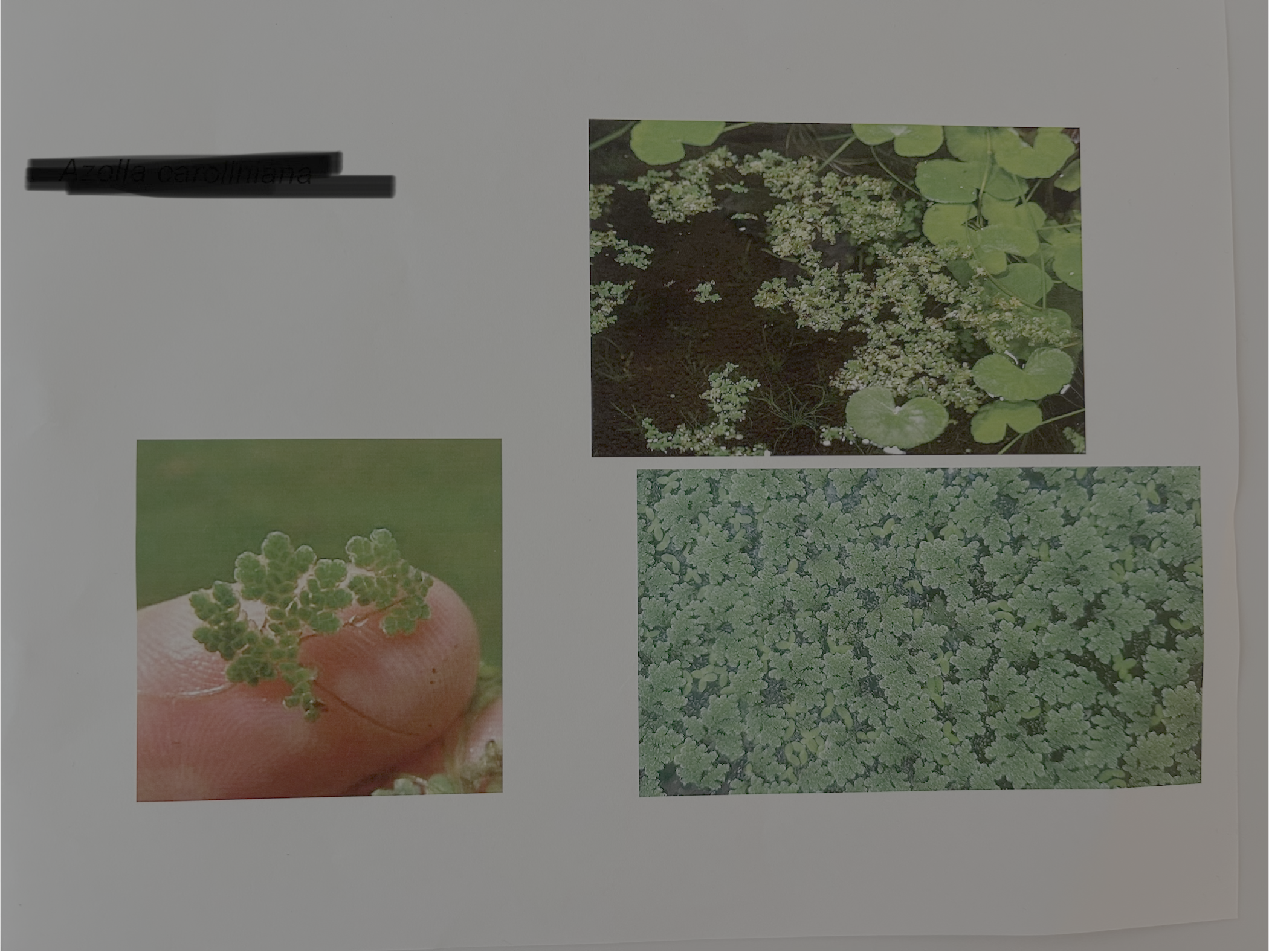 <p>Floating fern</p>