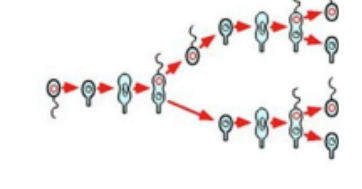 <p>This bacterium has well defined stalked and</p><p>flagellated poles, which interchange in alternate</p><p>generations of its life cycle, as shown.</p><p>A. Bdellovibrio</p><p>B. Caulobacter</p><p>C. Myxobacterium</p><p>D. Photobacterium</p><p>E. Streptomyces</p>