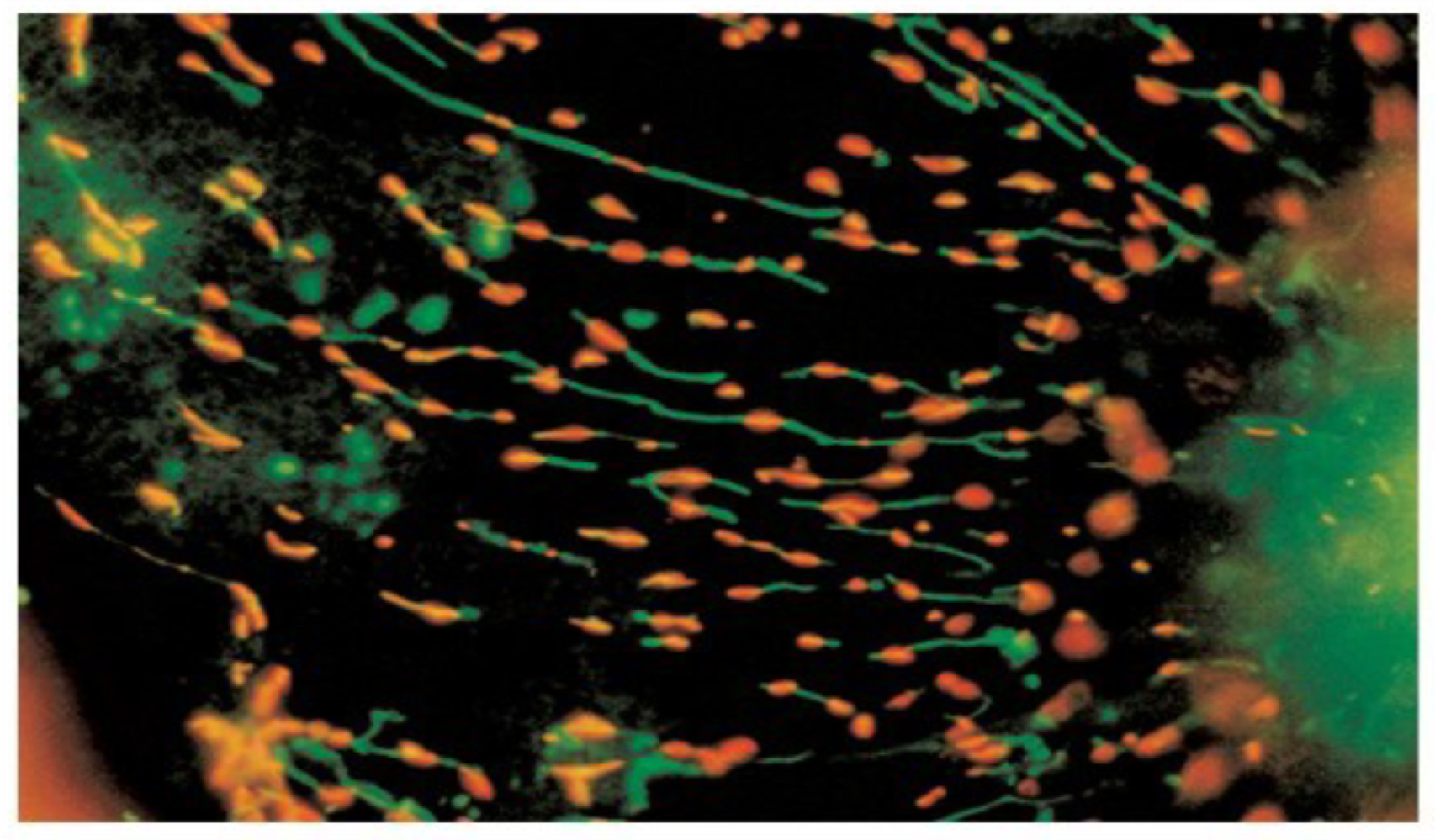 <ul><li><p><span>discovered Rhodamine 123 - a viability tracer dye</span></p></li><li><p><span>JC-1 - the next gen of Rhodamine 123</span></p></li><li><p><span>orange - active&nbsp;</span></p></li><li><p><span>green - less active&nbsp;</span></p></li></ul><p></p>
