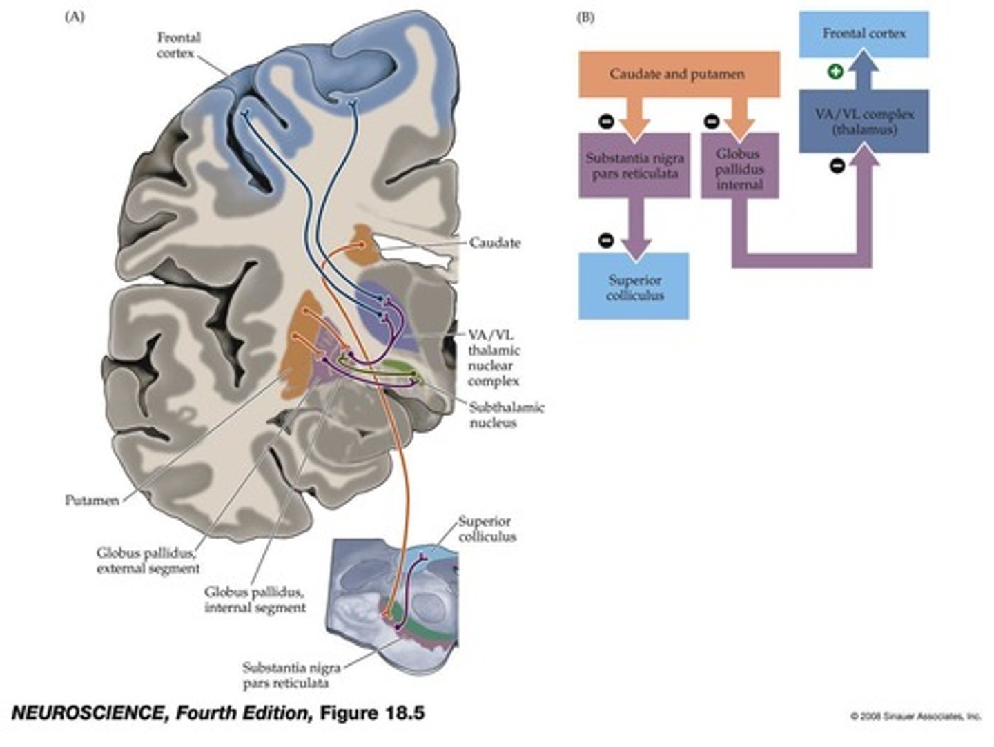 <p>The basal ganglia do not project directly to lower motor neurons but modulate upper motor neuron activity.</p>