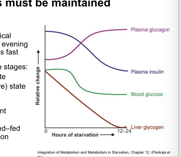 <p>must be maintained between meals</p><ul><li><p>fasted-fed cycle = a physiological condition experienced after an evening meal and throughout the night’s fast</p><ul><li><p>3 stages</p><ul><li><p>well-fed (post-prandial) state</p></li><li><p>early fasting (postabsorptive) state</p></li><li><p>refed state</p></li></ul></li></ul></li><li><p>glucose homeostasis = <u>constant</u> blood-glucose concentration</p><ul><li><p>maintained during the fasted-fed cycle by <u>insulin and glucagon</u></p></li></ul></li></ul><p></p>