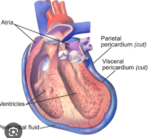 <p>What are the deep two layers of the <strong>serous pericardium</strong>?</p>