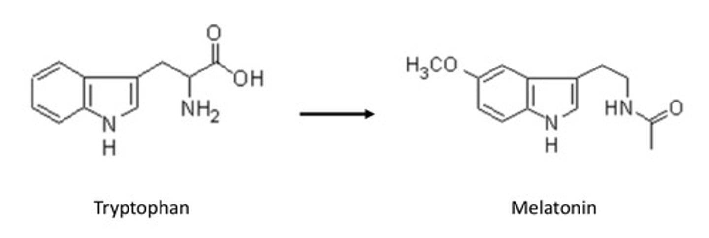 <p>Structural similarity between melatonin and tryptophan (an amino acid) showing it is a amino acid derived hormone</p>