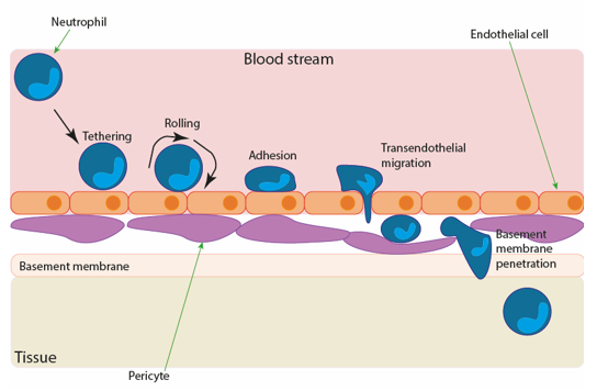 <p>The process where white blood cells (leukocytes) squeeze through the walls of intact blood vessels to move into surrounding tissues.</p>